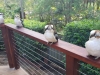 Kookaburras-Social-Distancing